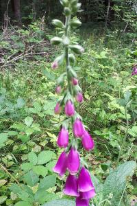 <i>Digitalis purpurea</i>