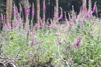 <i>Digitalis purpurea</i>