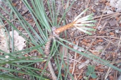 <i>Pinus pinaster</i>