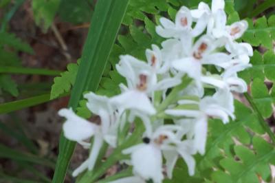 <i>Dactylorhiza maculata</i>