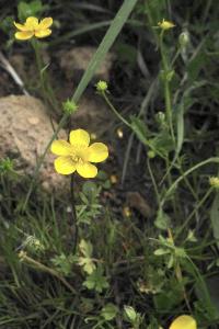 <i>Ranunculus sardous</i>