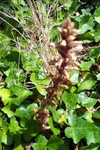 <i>Orobanche hederae</i>
