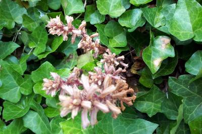 <i>Orobanche hederae</i>