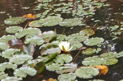 <i>Nymphaea alba</i>
