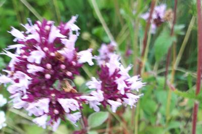<i>Origanum vulgare</i>