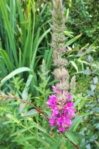 <i>Lythrum salicaria</i>