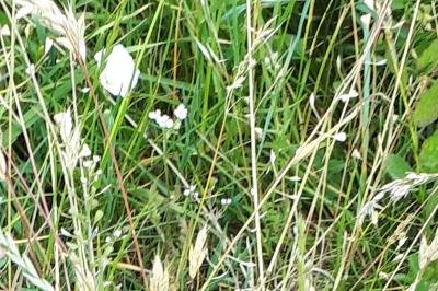 <i>Capsella bursa-pastoris</i>