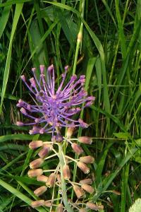 <i>Muscari comosum</i>