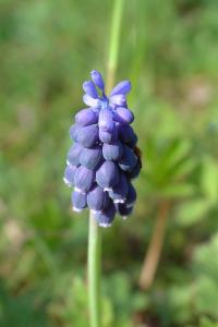 <i>Muscari neglectum</i>