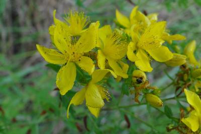 <i>Hypericum perforatum</i>