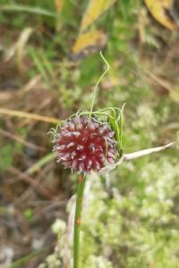 <i>Allium vineale</i>