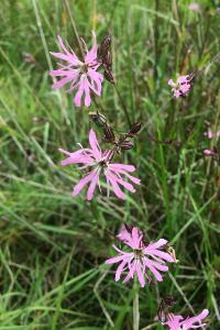 <i>Lychnis flos-cuculi</i>