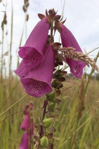 <i>Digitalis purpurea</i>