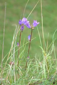 <i>Campanula glomerata</i>