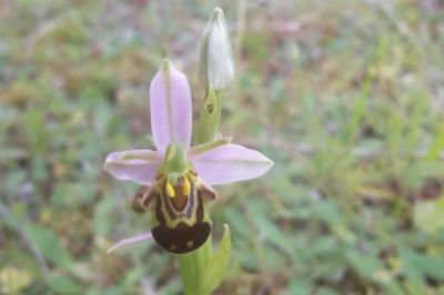 <i>Ophrys apifera</i>