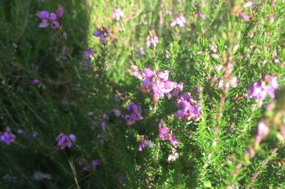 <i>Erica cinerea</i>