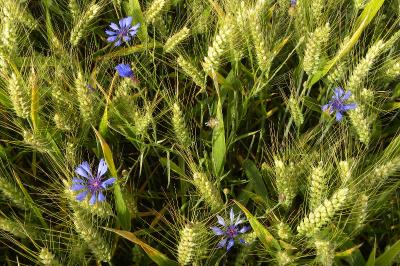 <i>Cyanus segetum</i>