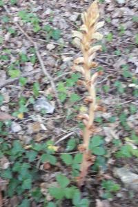 <i>Orobanche hederae</i>