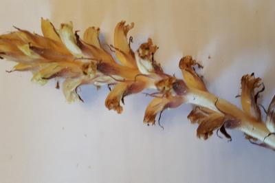 <i>Orobanche hederae</i>