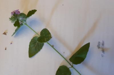 <i>Clinopodium vulgare</i>