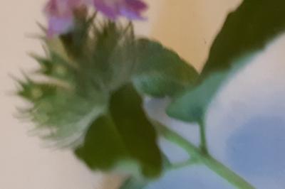 <i>Clinopodium vulgare</i>