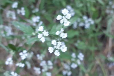 <i>Torilis arvensis</i>