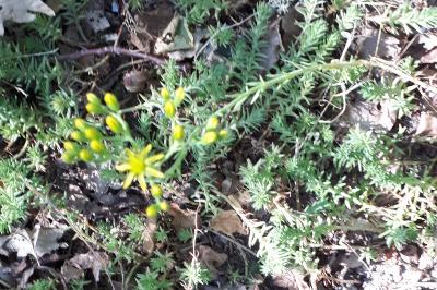 <i>Petrosedum rupestre</i>