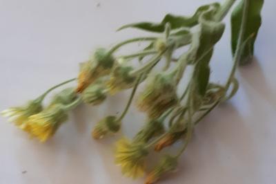 <i>Andryala integrifolia</i>