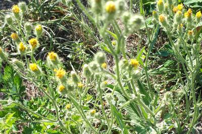 <i>Andryala integrifolia</i>