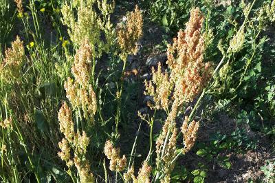 <i>Rumex acetosa</i>
