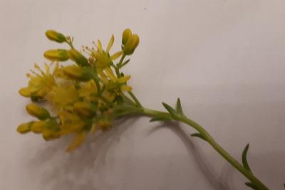 <i>Petrosedum rupestre</i>