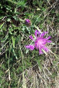 <i>Centaurea nigra</i>