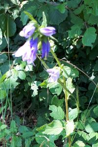 <i>Campanula trachelium</i>