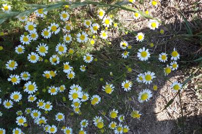 <i>Matricaria chamomilla</i>