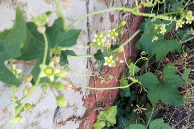 <i>Bryonia dioica</i>