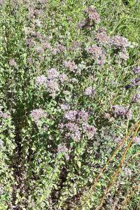 <i>Mentha pulegium</i>