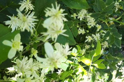 <i>Clematis vitalba</i>