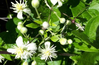 <i>Clematis vitalba</i>