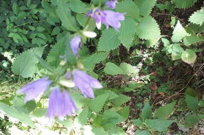 <i>Campanula trachelium</i>