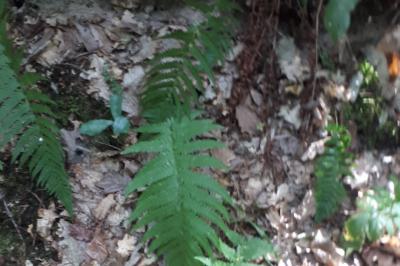 <i>Dryopteris filix-mas</i>