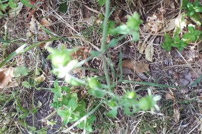 <i>Silene baccifera</i>