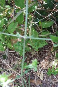 <i>Silene baccifera</i>