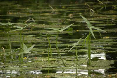 <i>Sagittaria sagittifolia</i>