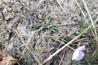 <i>Baldellia ranunculoides</i>