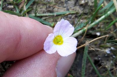 <i>Baldellia ranunculoides</i>