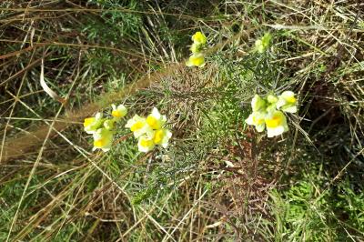 <i>Linaria vulgaris</i>