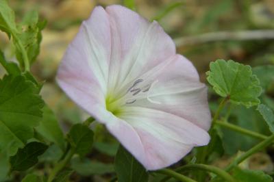 <i>Convolvulus arvensis</i>