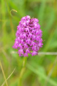 <i>Anacamptis pyramidalis</i>