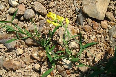 <i>Genista tinctoria</i>