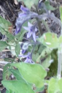 <i>Solanum dulcamara</i>